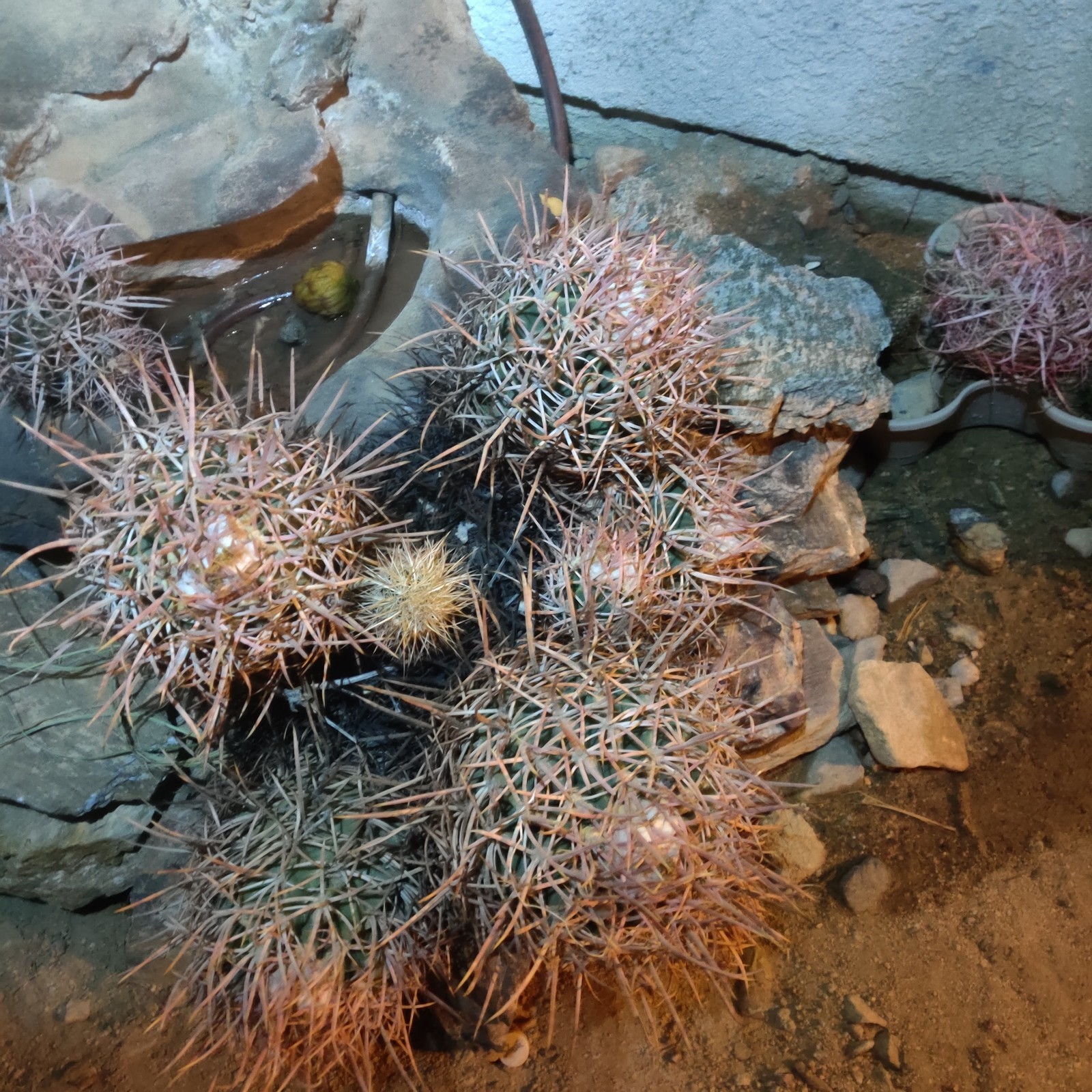 Cactus, Red barrel Long Spine , Small 3 To 5 Inches In Diameter
