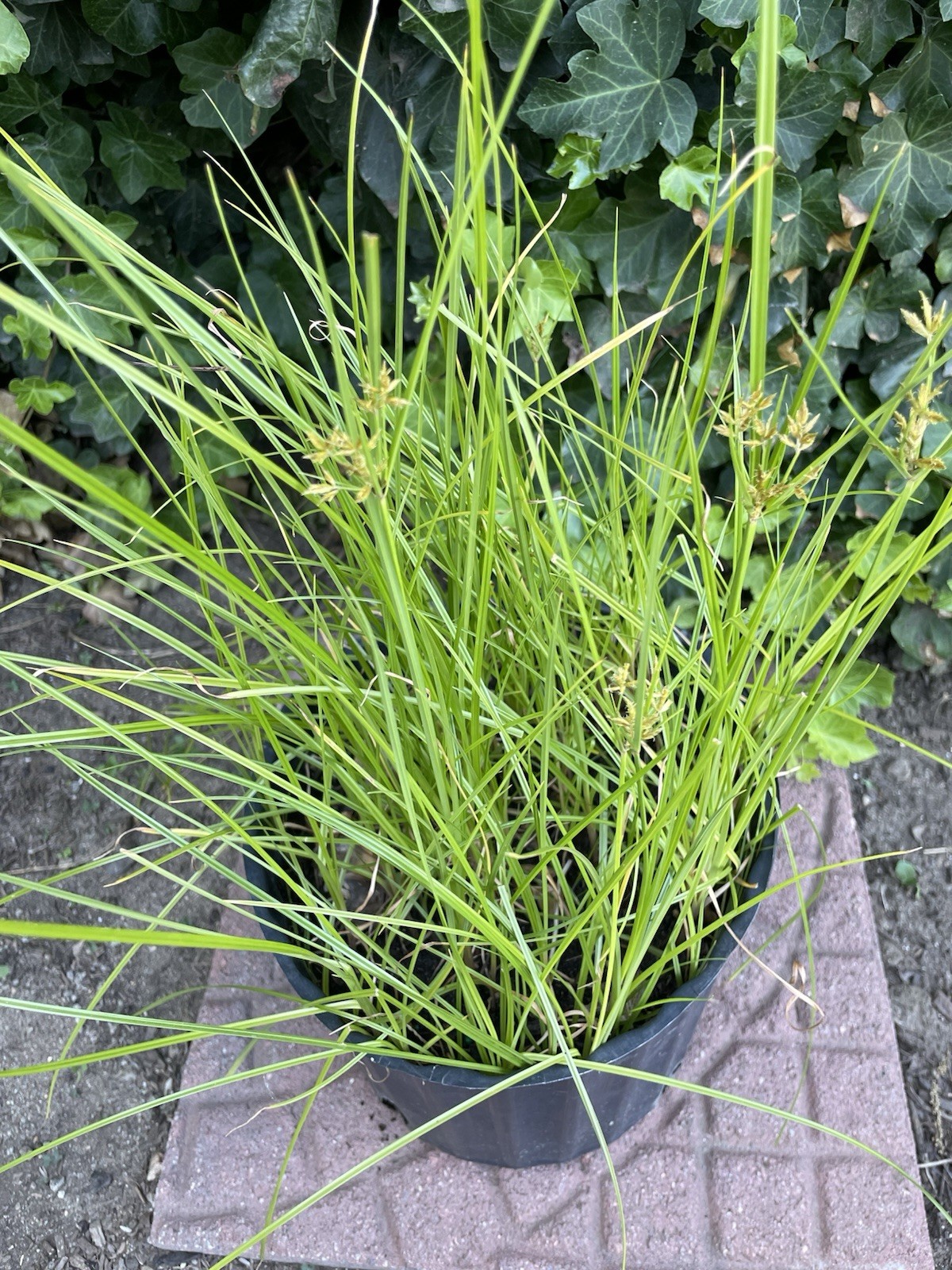 Umbrella Water Garden Plant