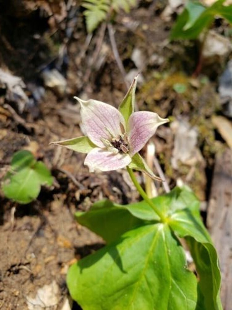 Trilliams Furroweds Erectums Barksdale’s Robin Wake Outdoors 5 Trillium Sulcatum