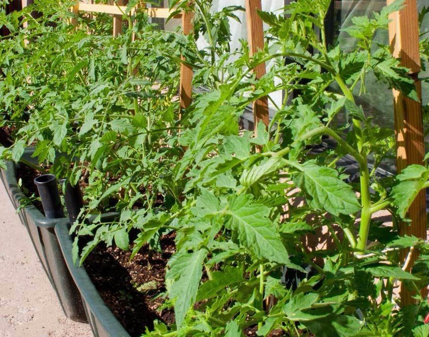 Ponderosa tomato seeds non-gmo heirloom open pollinated