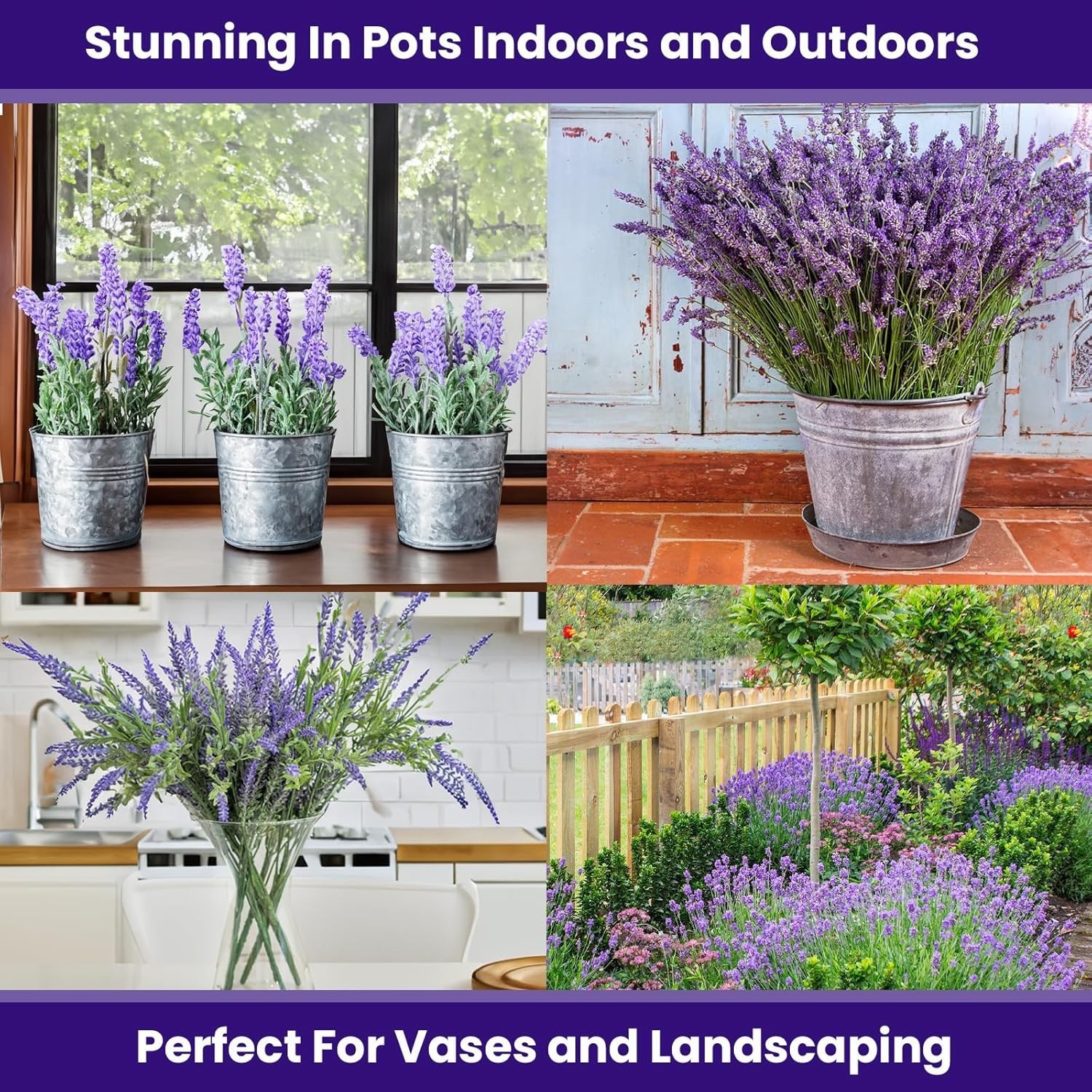 1500 English Lavender Seeds for Planting Outdoors or Indoors, 90% Germination…