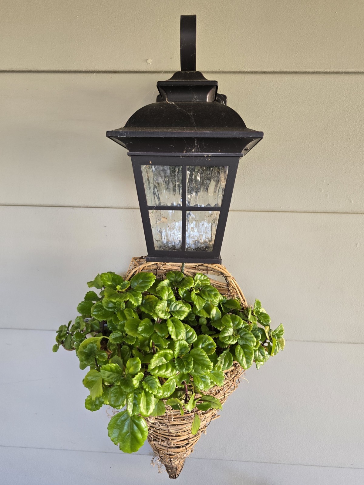 Swedish Ivy| Plectranthus Verticillatus| Live Plants Rooted in 4″ Nursery Pot