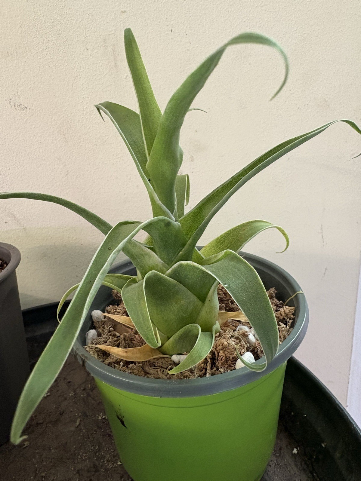 Catopsis Subulata Rare, Epiphytic Bromelaid, Medium Plants available.