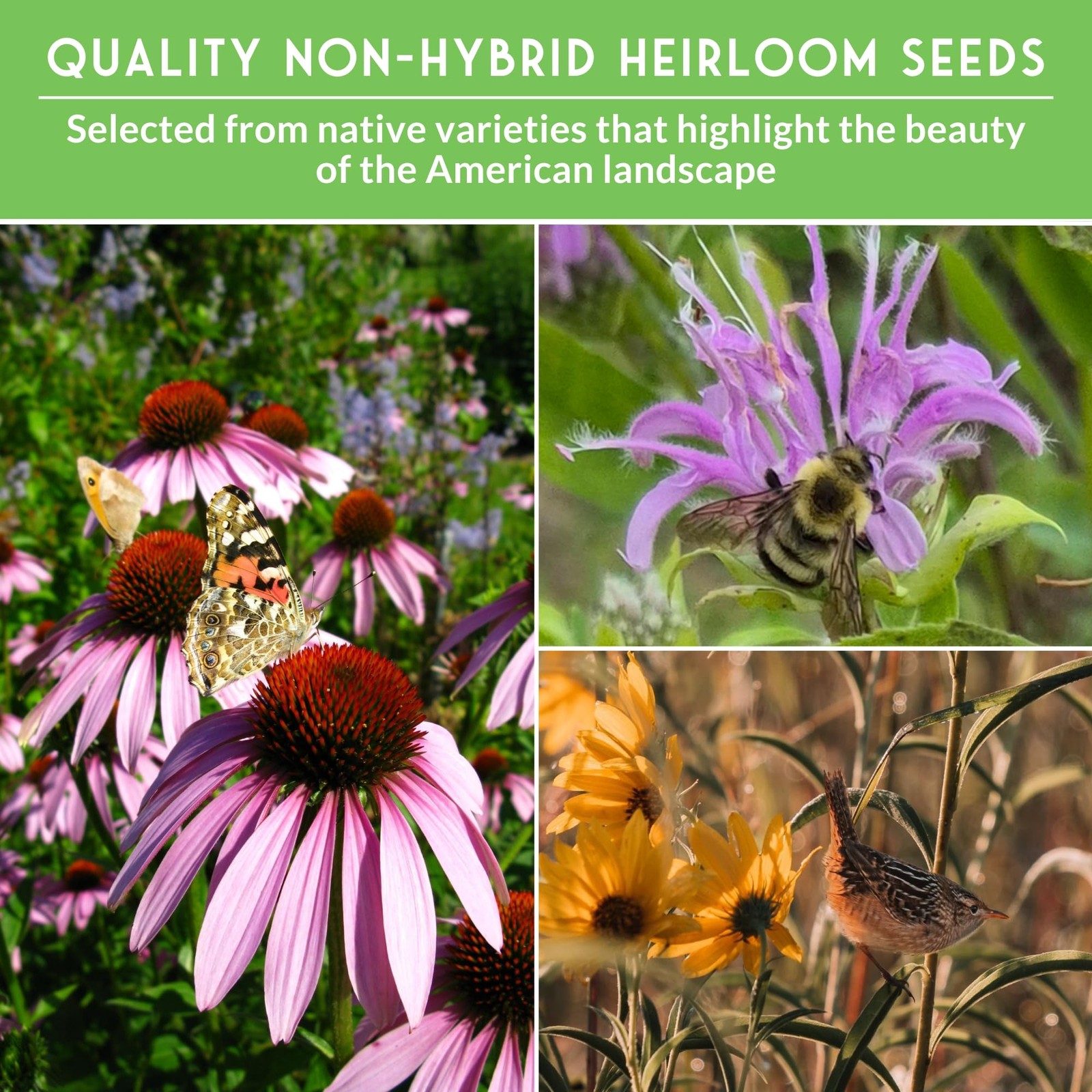Native Wildflower Seeds for Planting 24 Variety Pack – Perennial & Annual Nor…