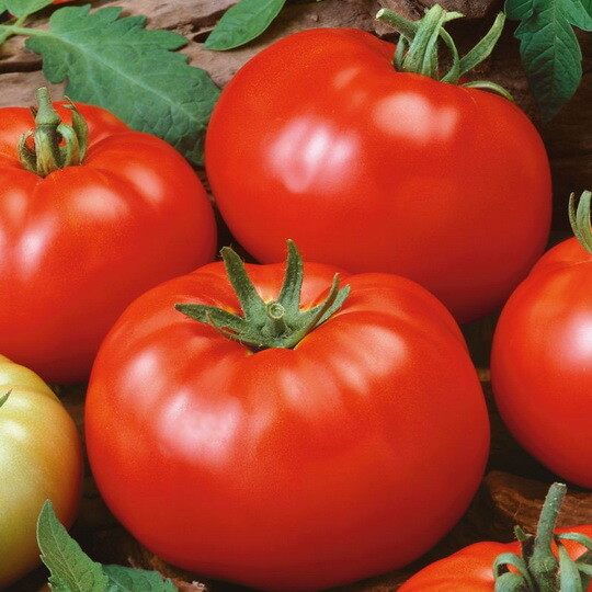 100 Red Brandywine Tomato Seeds Organic Heirloom – Non-GMO – Always Fresh Seeds!