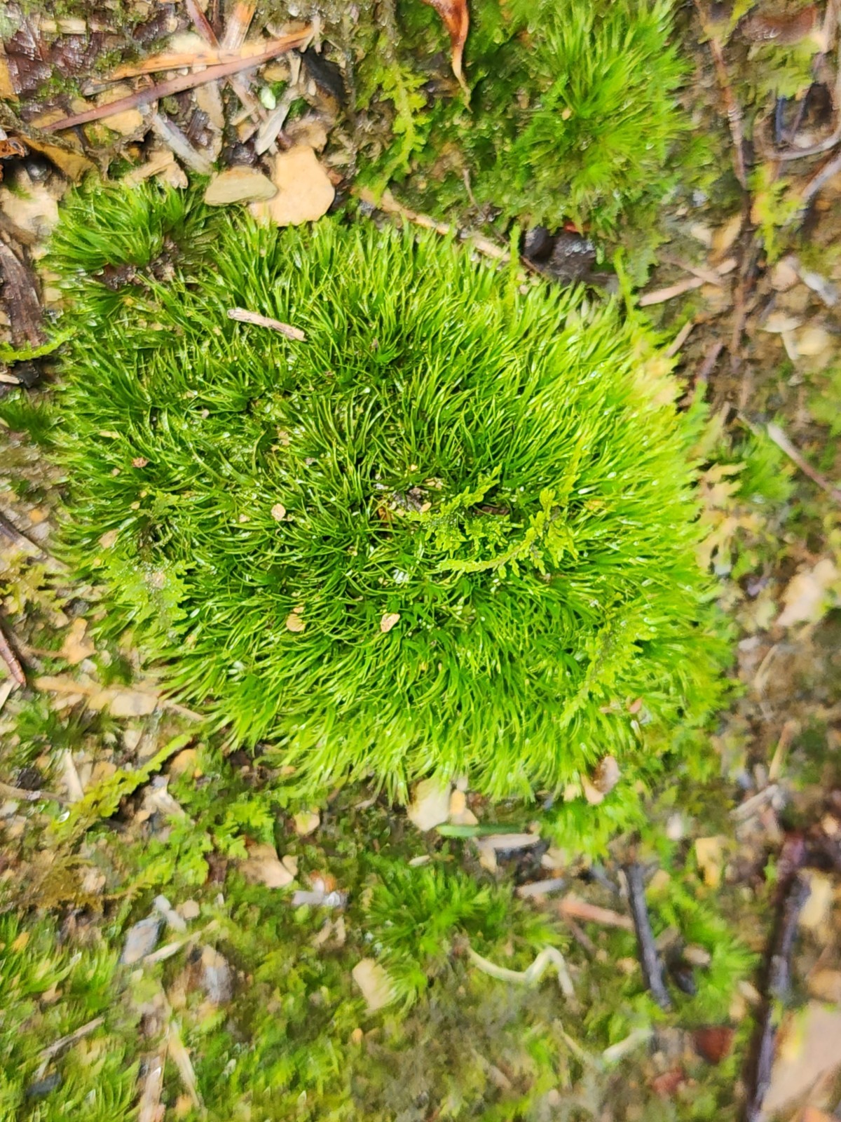 Live KENTUCKY Mood/Fern/Sheet Moss Perfect for Terrariums, Crafts, Gardens