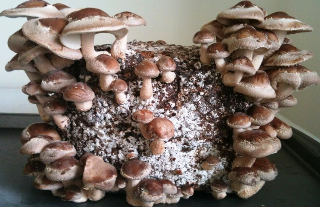 100pcs Non GMO Shiitake Mushroom Mycelium Seeds, Spores Spawn for Planting