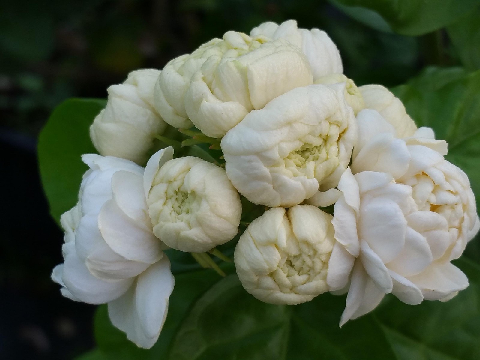 DUKE OF TUSCANY Arabian Sambac Jasmine Plant Very Fragrant Double White Flower