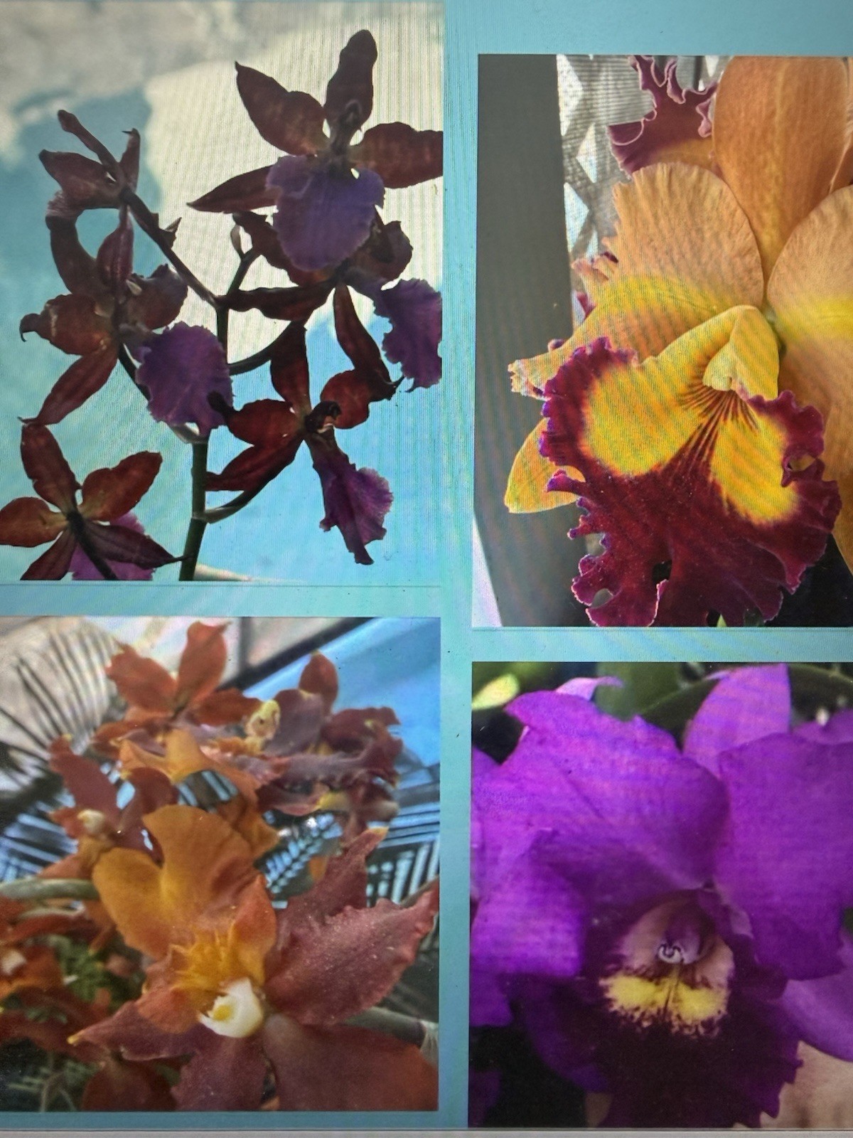 Orchid Plant Box full 10 plants Rescue bulb stem bare root cuttings