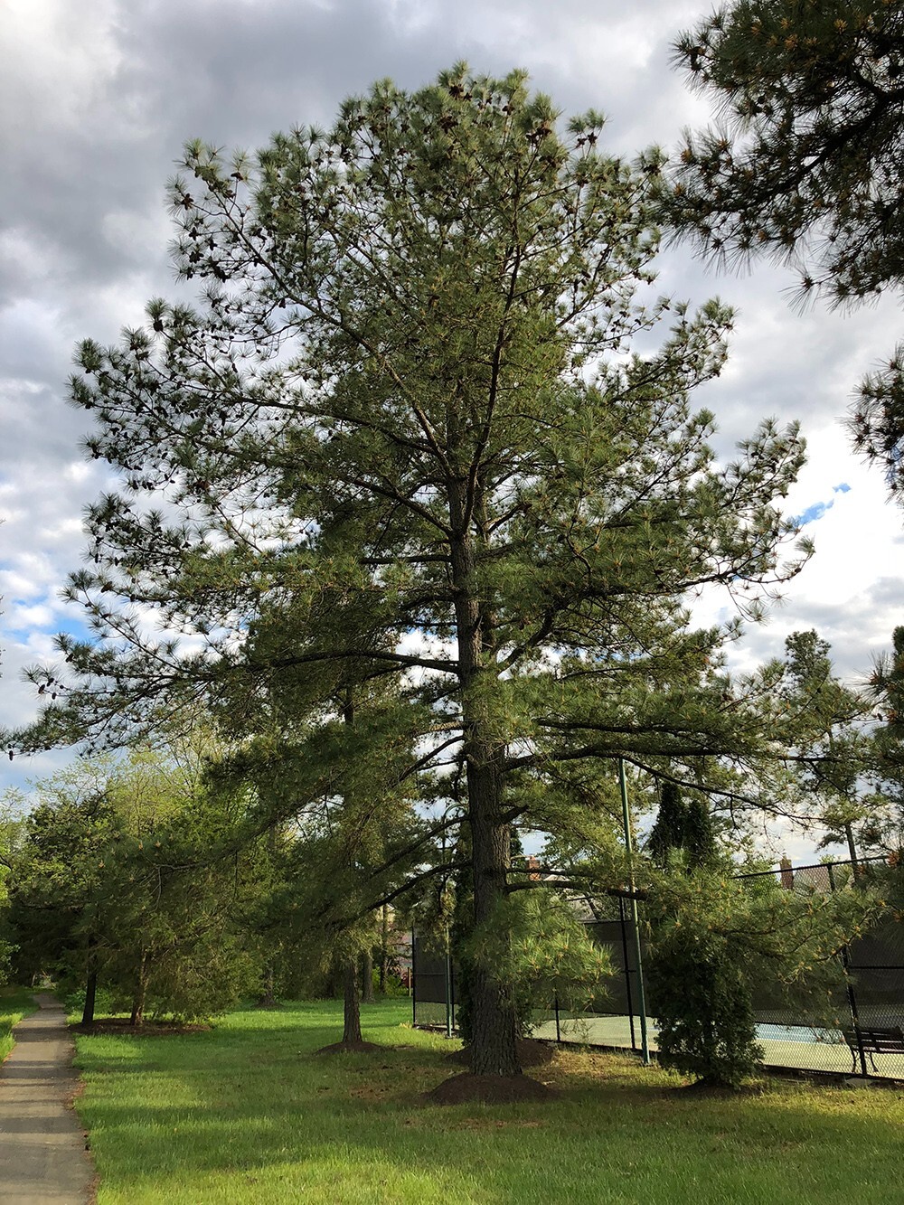 Loblolly Pine Tree | Premium Seeds | Pinus taeda | Plants’®