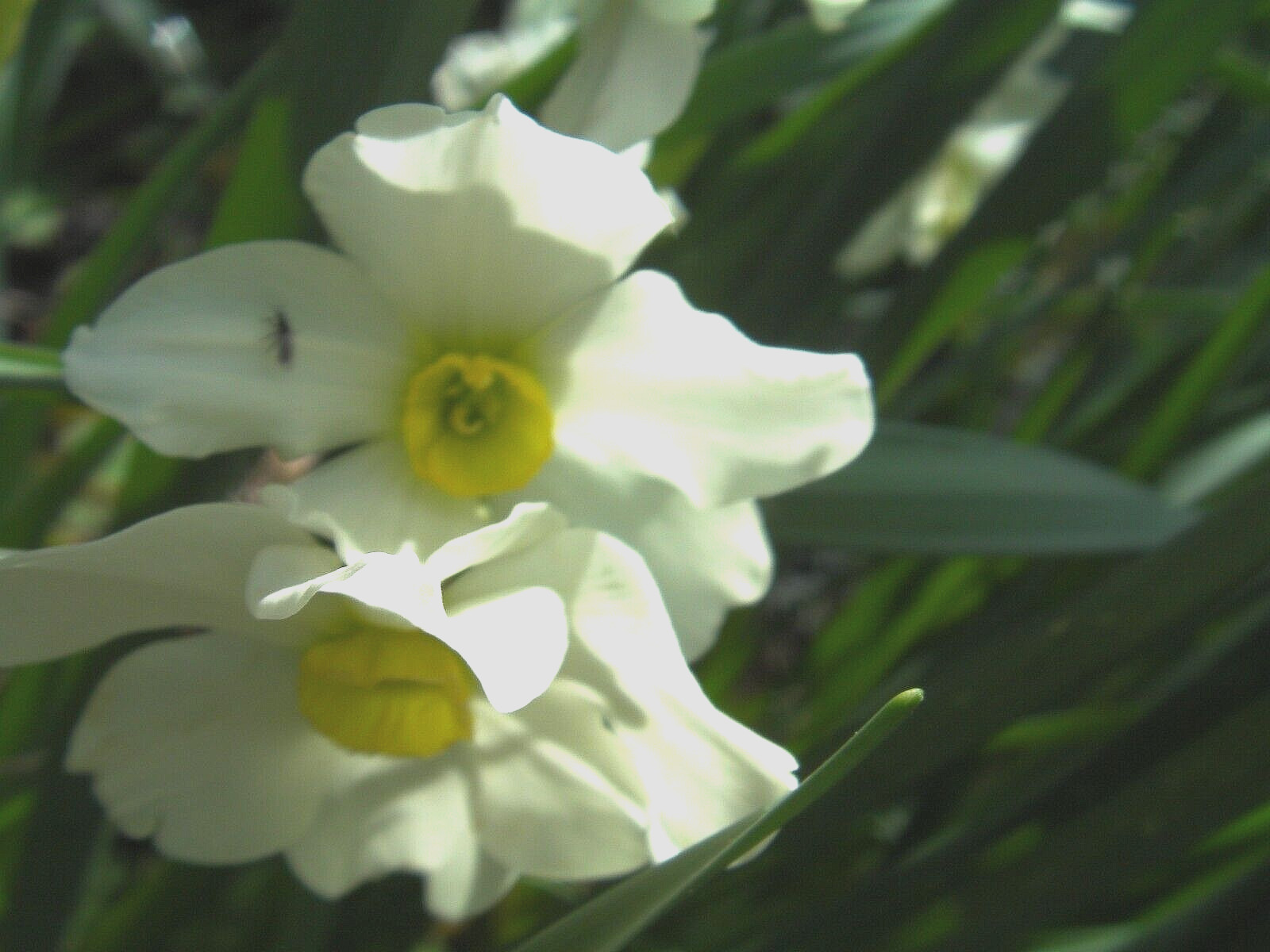 6 plants fragrant Daffodil Narcissus Poeticus, Hardy, perennial Virginia native