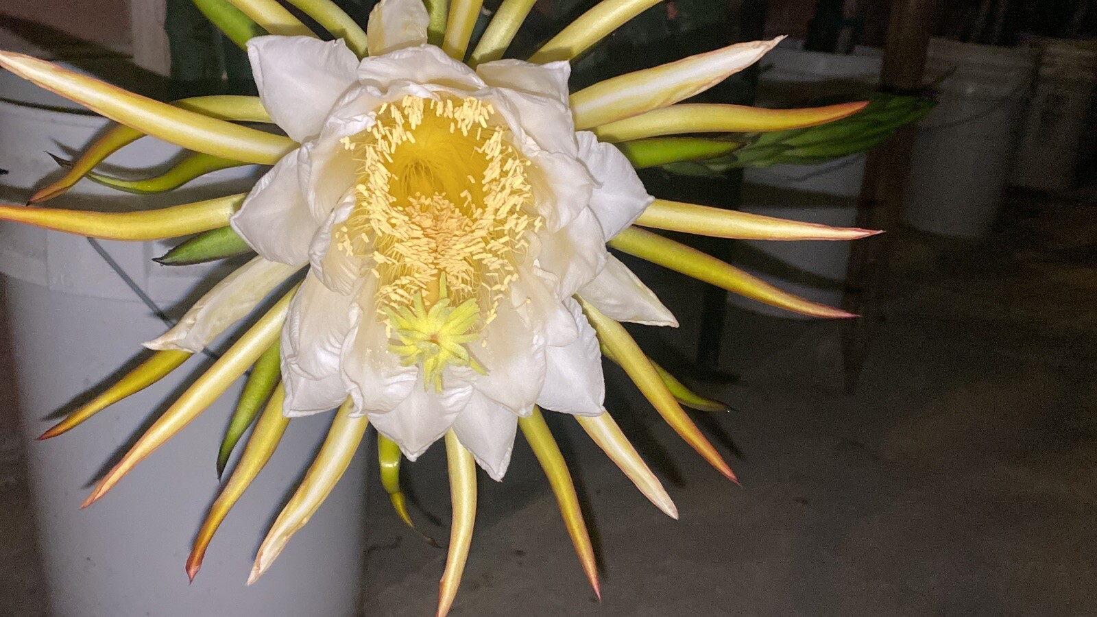 One Vietnamese read DRAGON FRUIT CUTTING 8- 12 Inches