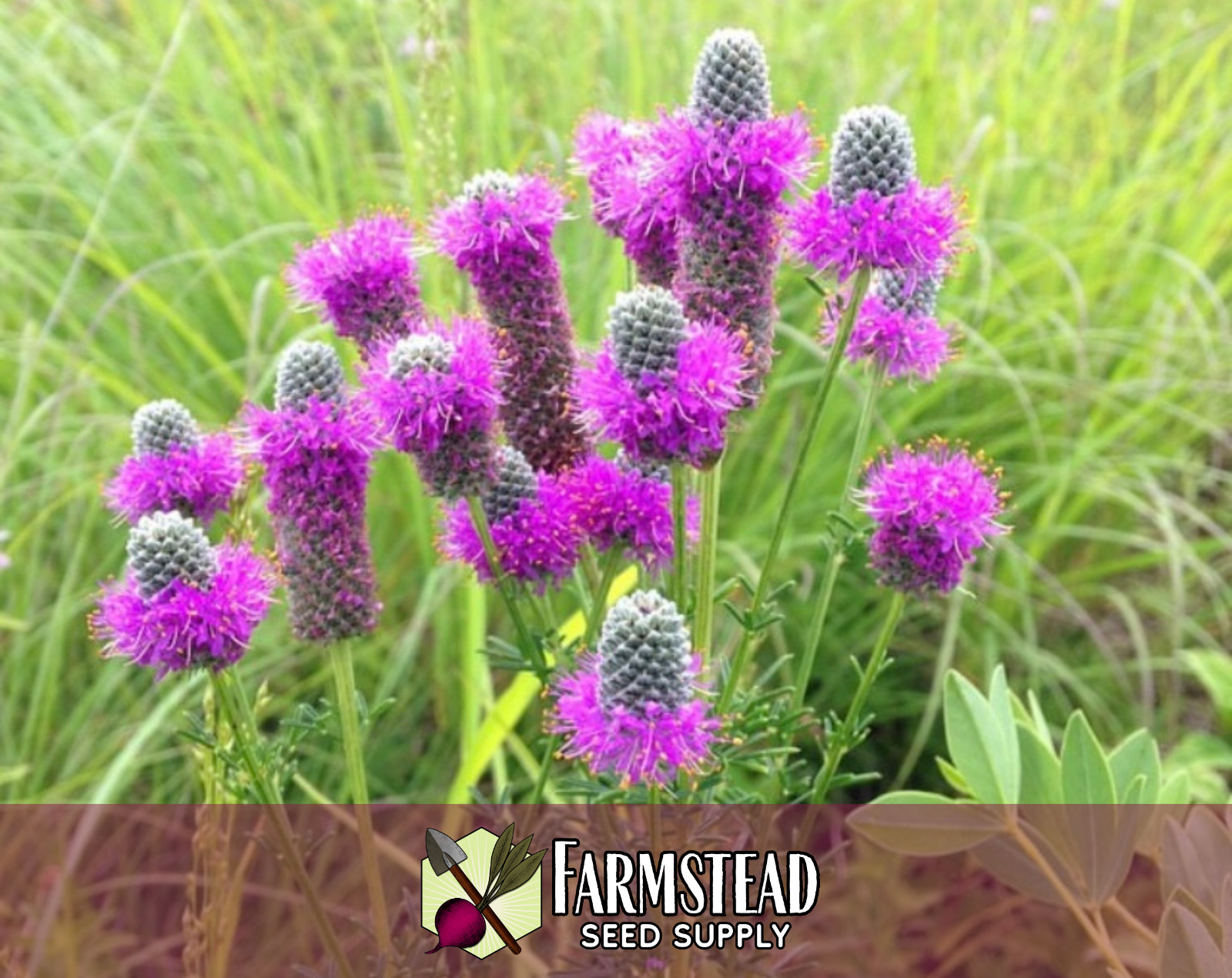 2,750+ Purple Prairie Clover Seeds | Native Wildflower Gardening, Dalea purpurea