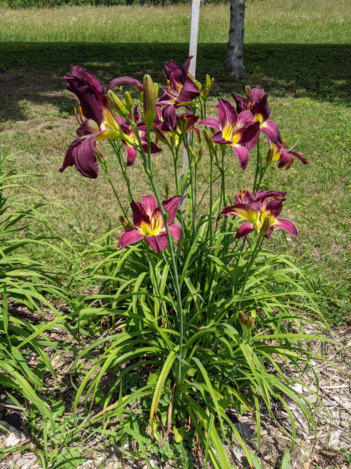 DAYLILY CAMEROON NIGHT – Gorgeous Dark Purple with Green Throat – 2 Fans