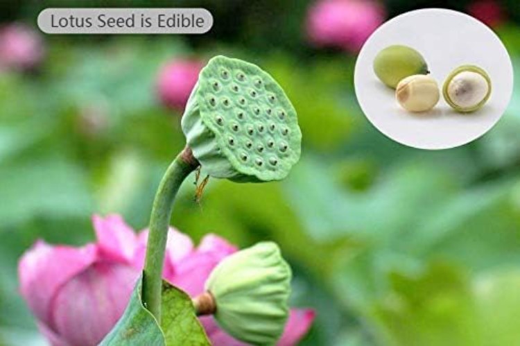 Lotus Flower Seeds for Indoor Outdoor Gardening – Purifying Pink & Red Blooms