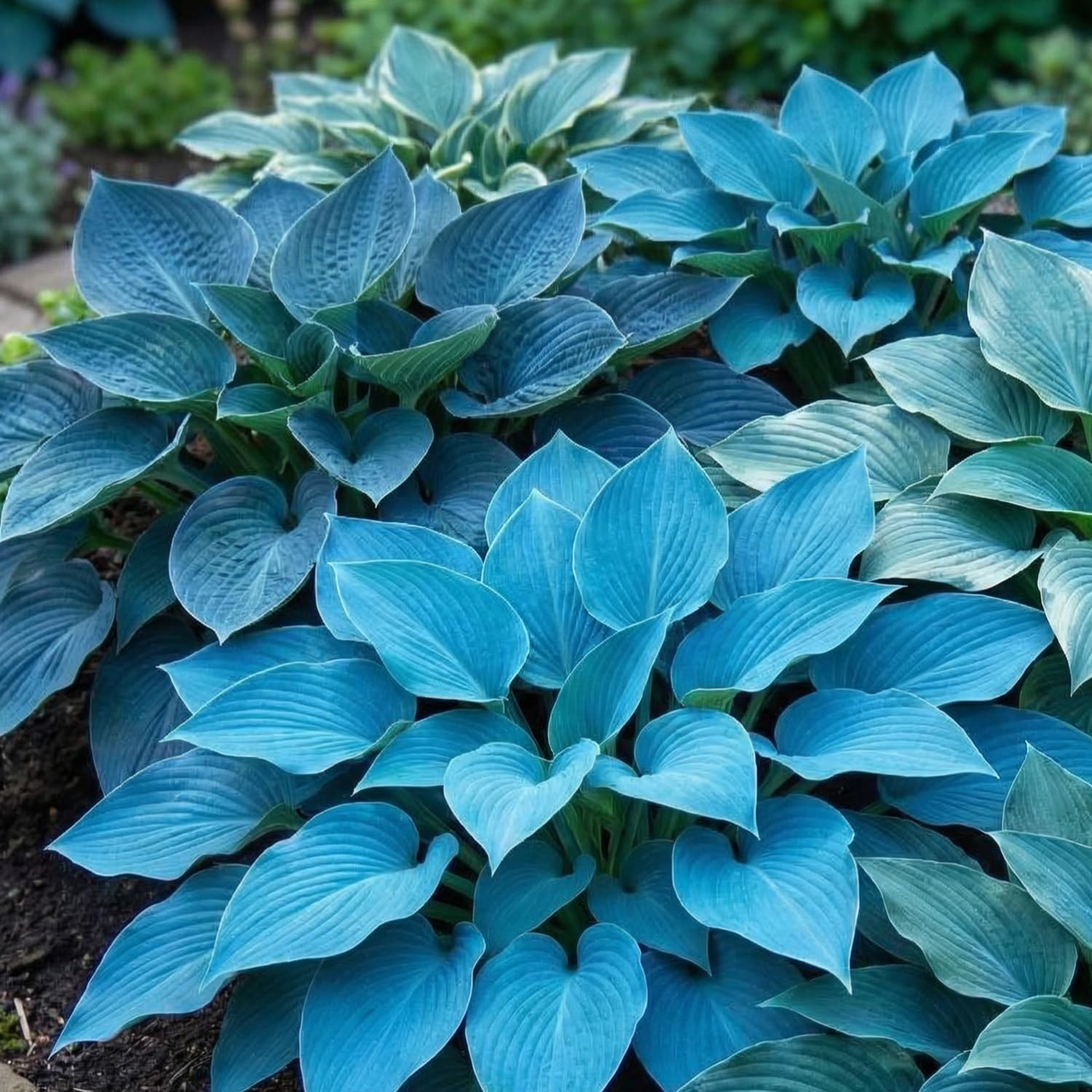 200+ Mixed HOSTA SEEDS – PERENNIAL OUTDOOR SHADE GARDEN PLANTING SEEDS