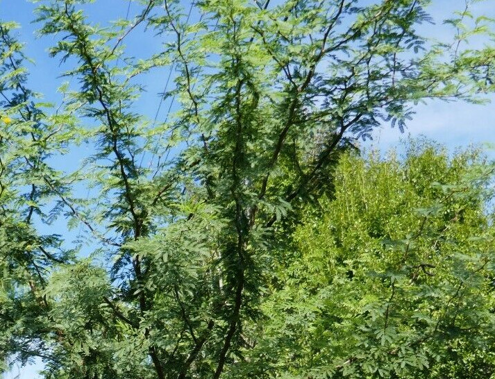 Sweet Acacia Seeds (Vachellia farnesiana var farnesiana) ✤ 50 Seeds
