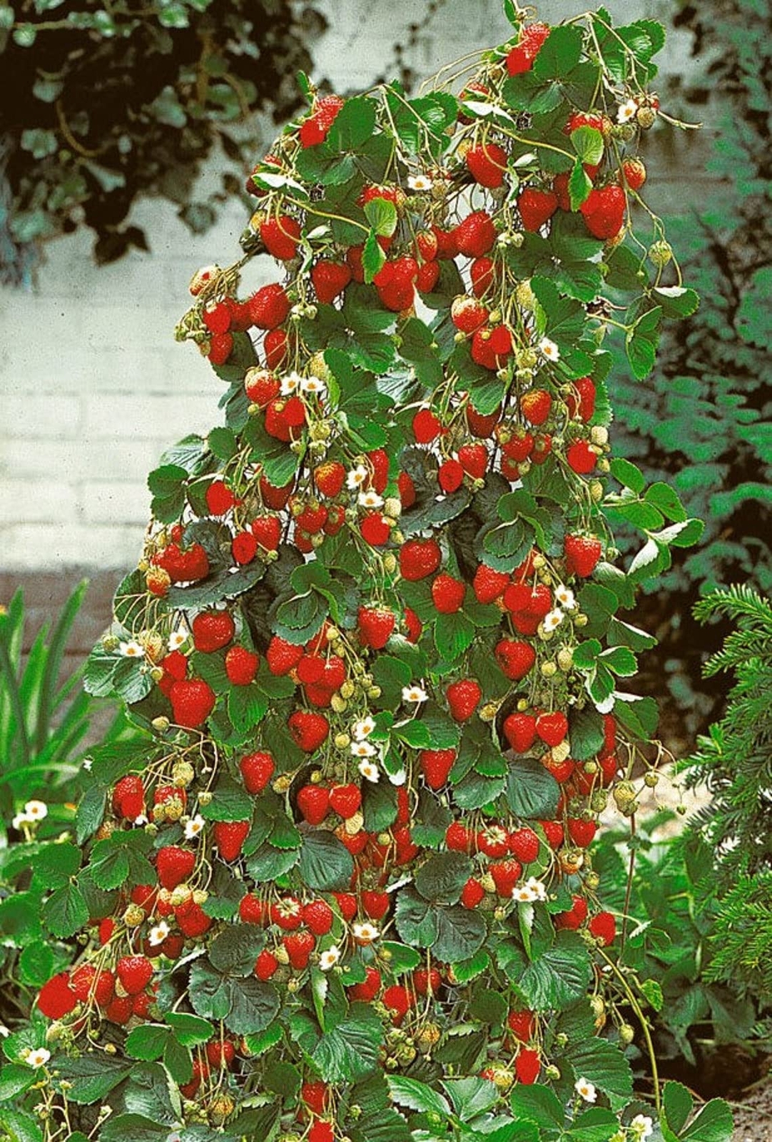 100+ Wild Strawberry Strawberries Seeds – Fragaria Vesca – Edible Garden Fruit H