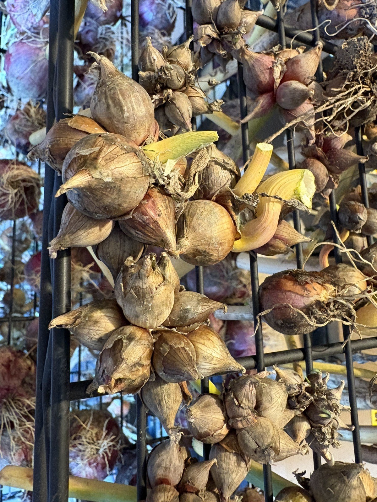 15 Egyptians Walking Onions Winter Perennial Tree Onion Bulbils Seeds