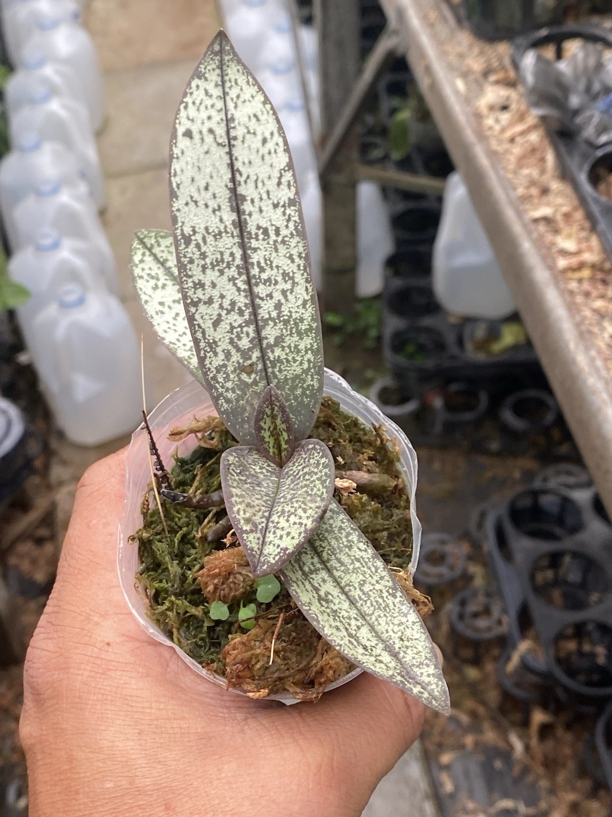 Original Phal Phalaenopsis Dttps pucherrima silver leaf-FRAGRANT