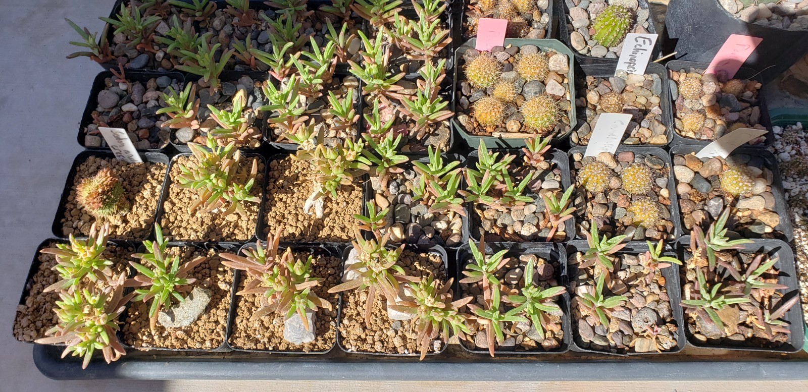 *10 Seed Pods / 100+ Seeds* Delosperma Napiforme, caudex succulent mesemb