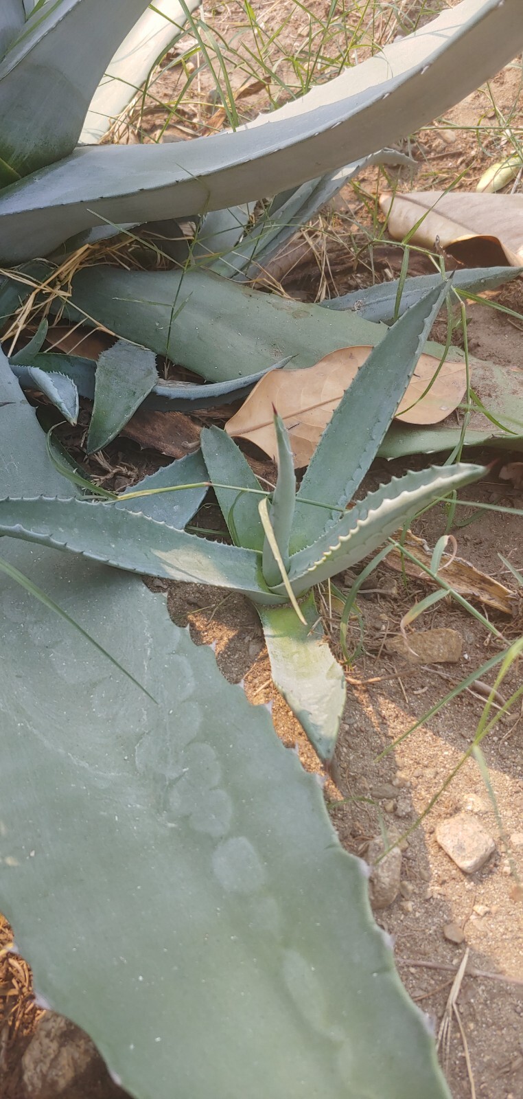 2 Live Plant Agave Succulent plant Bare Root (4 inches to 6 inches per each)