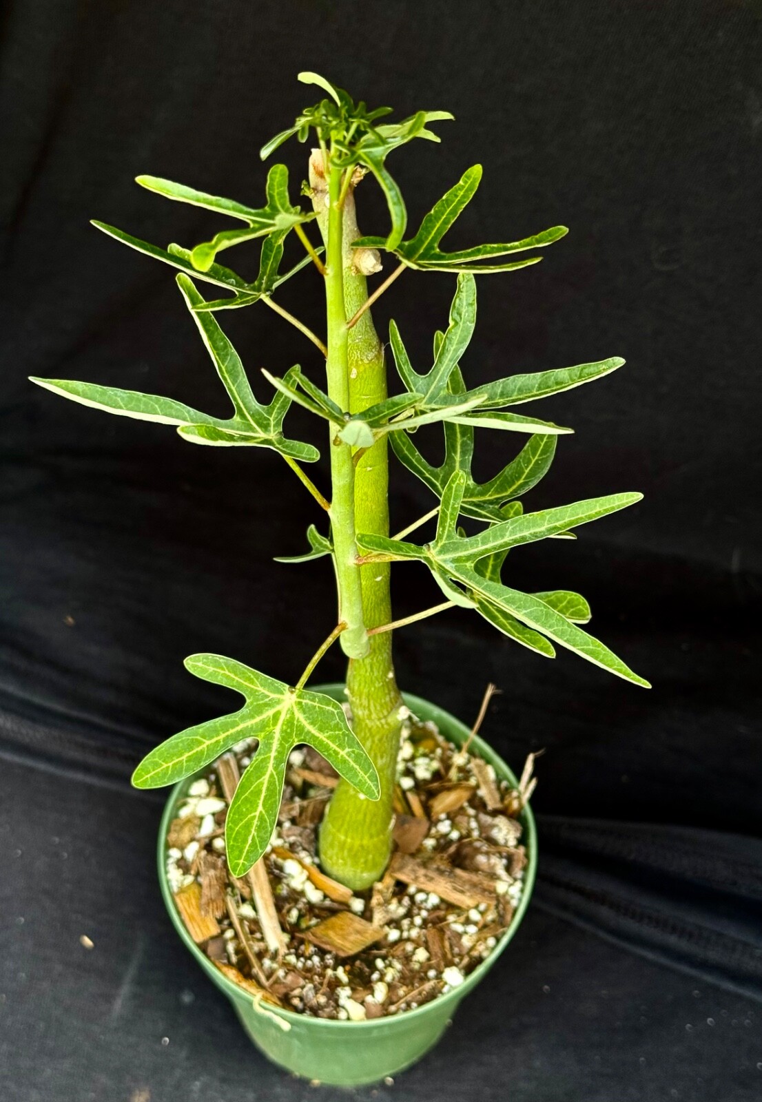 Adenia venenata, caudiciform