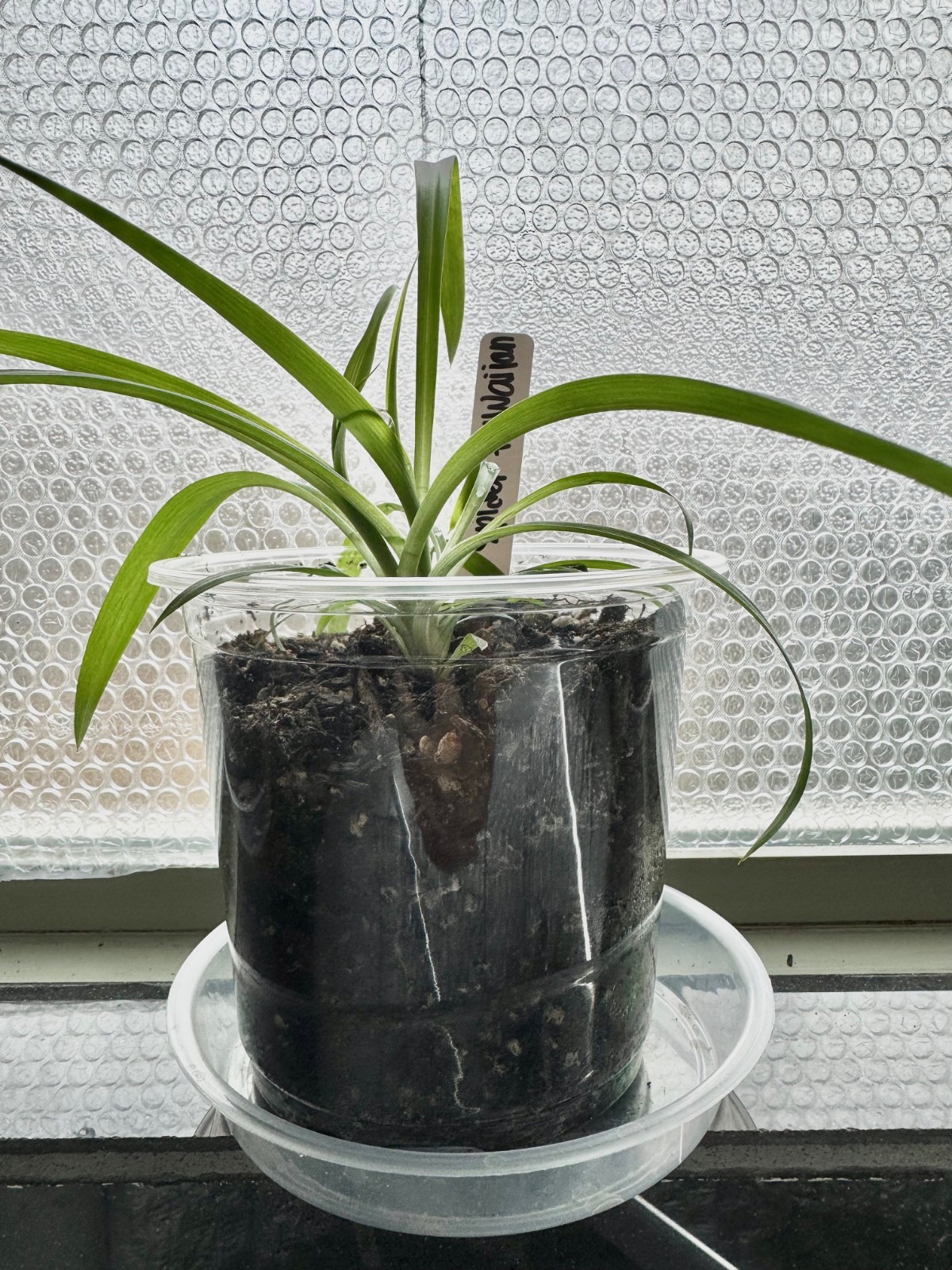 LIVE PLANT Spider Plant Chlorophytum Comosum Hawaiian 6″ Pot with water tray