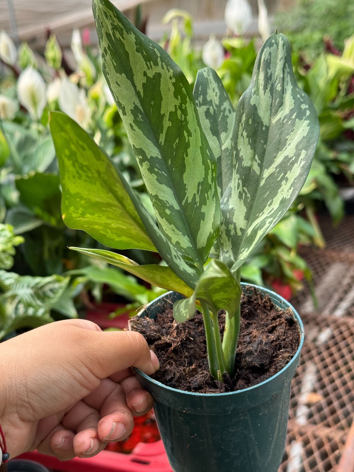Chinese Evergreen ‘Maria’