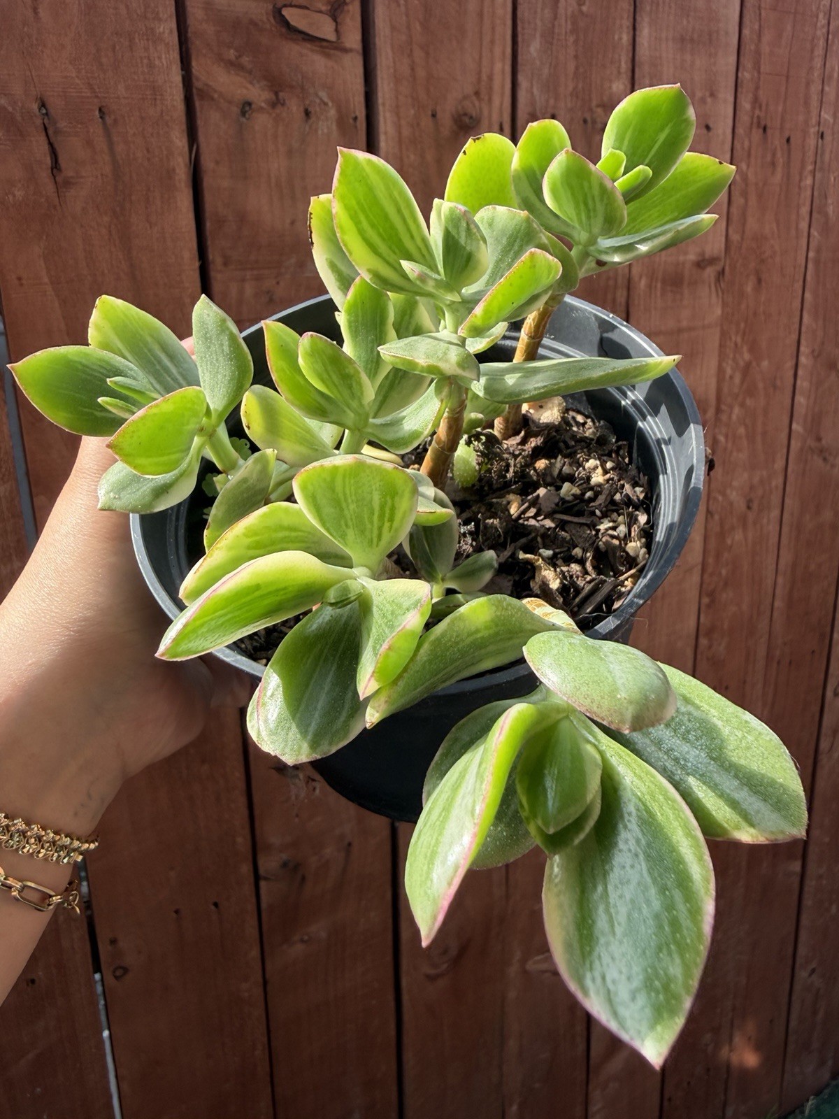 6” Variegated Crassula Ovata Jade Succulent