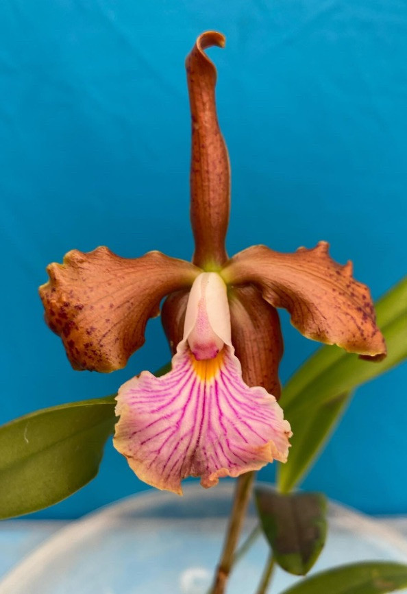 Cattleya granulosa ‘Coppertone Tan’ X velutina Spotty Orchid Eros Hybrid 4” Pot