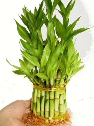 3 Tier 4″ 6″ 8″ Lucky Bamboo for Feng Shui ( About 38 Stalks) Home Growth U S A