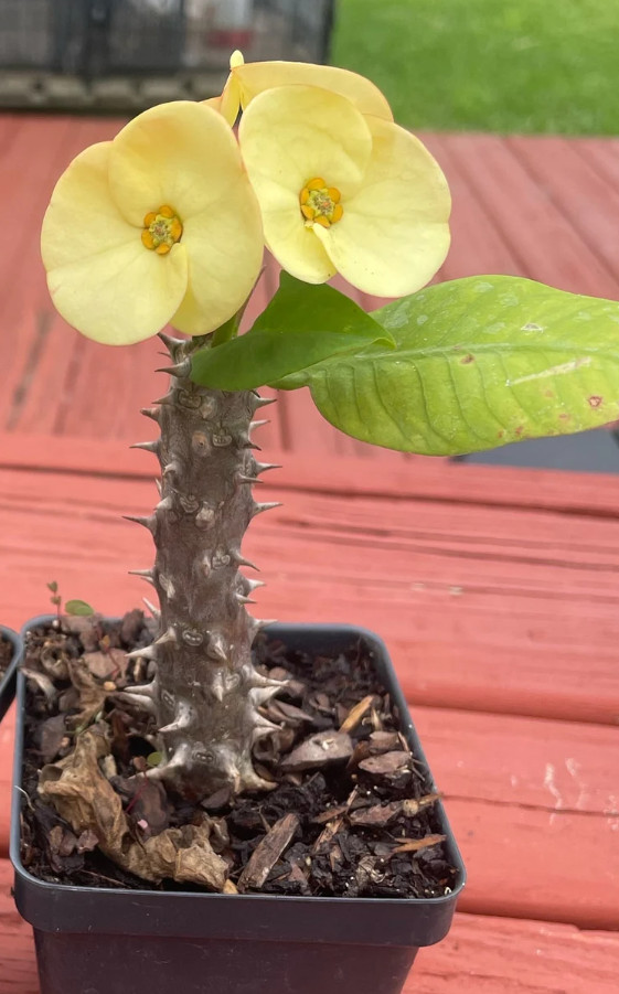 Yellow Crown of Thorns – Euphorbia milii Floral Yellow – Live Plant in 4″ Pot