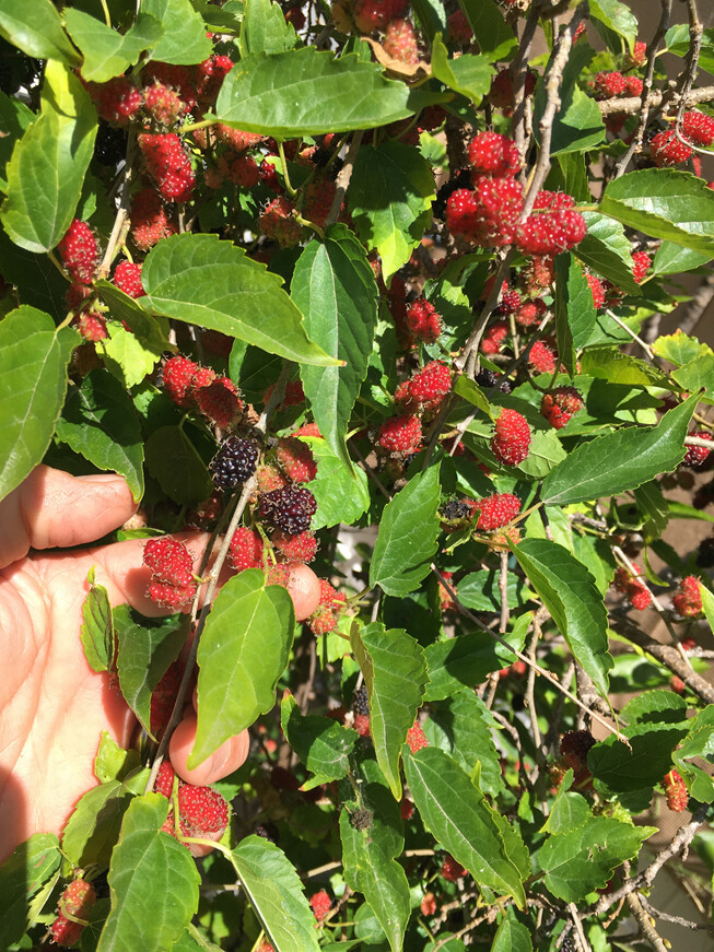 Dwarf Black Mulberry -Morus Nigra – Everbearing Live Plant Fruit