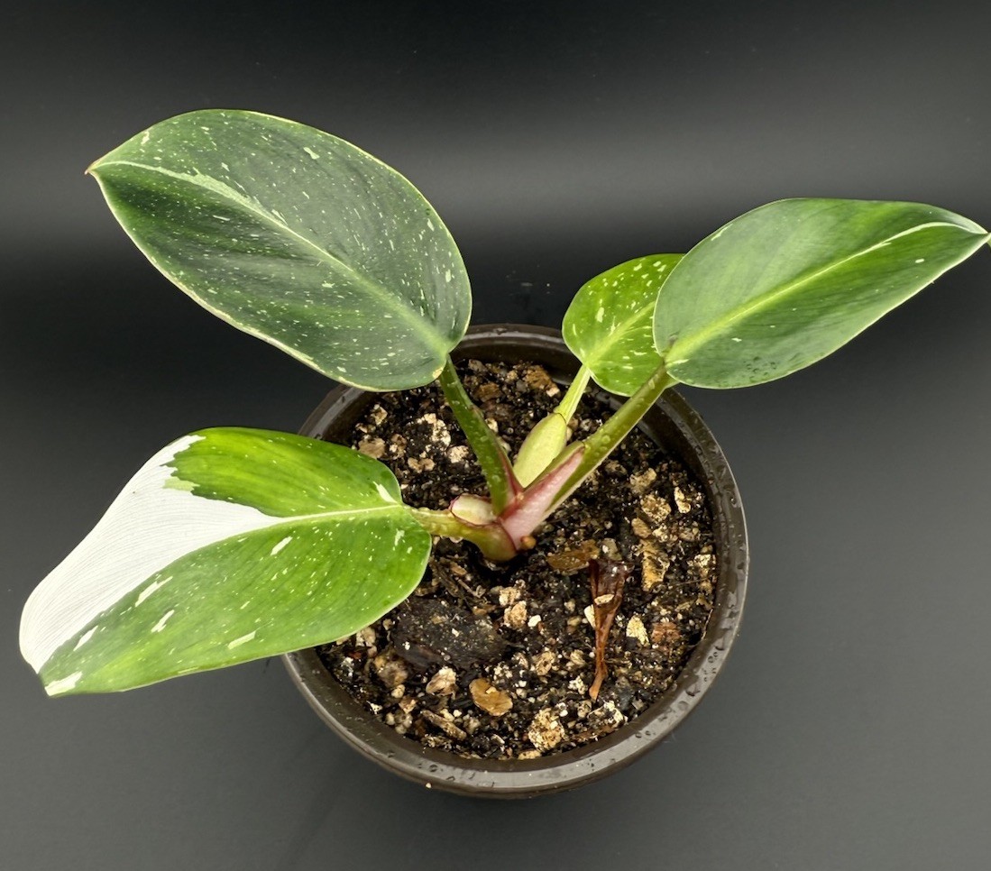 Philodendron White Princess Live Rare Plant With Roots FREE SHIPPING