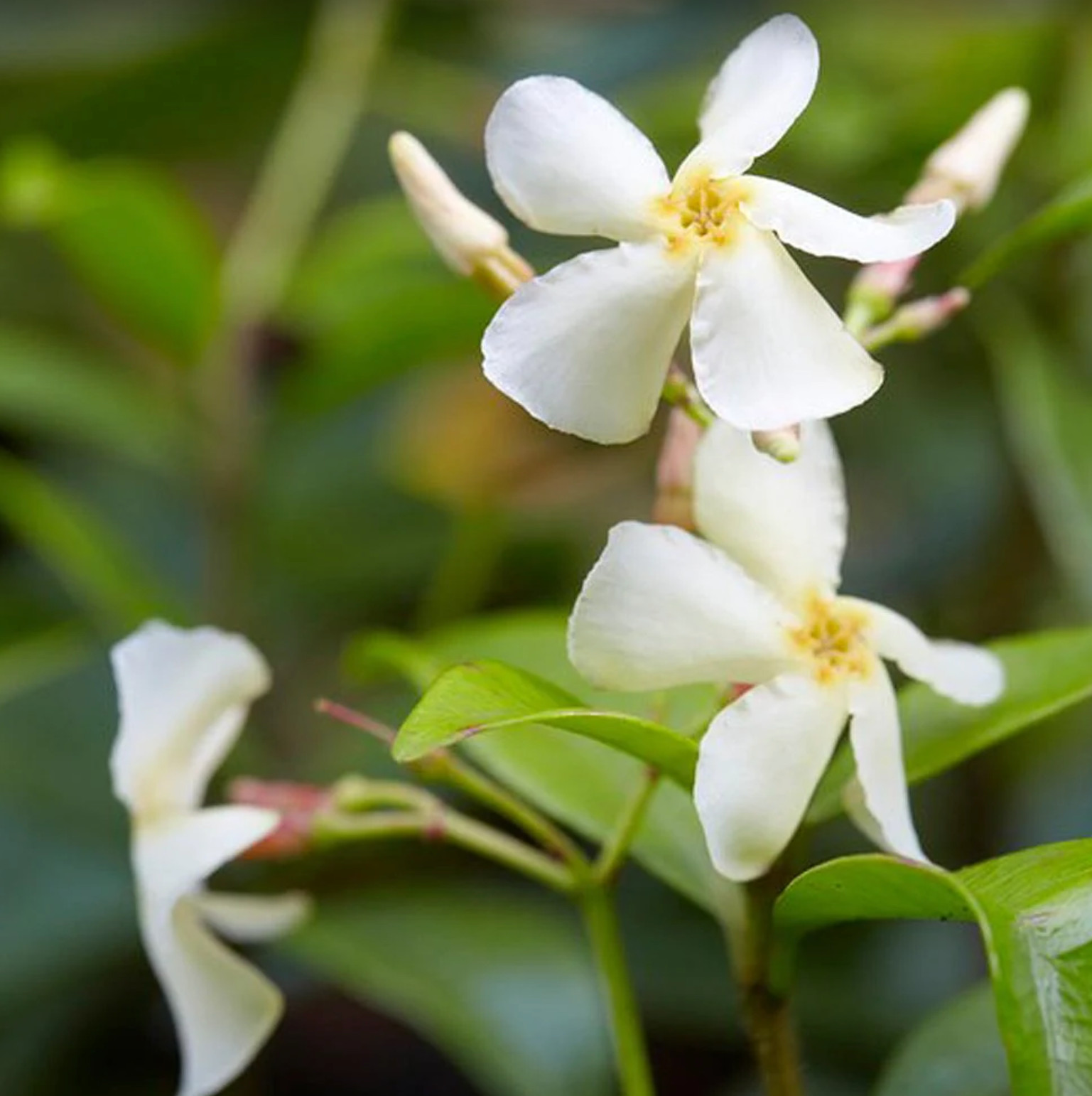 12 Asiatic Jasmine Trachelospermum Live Perennial Plants in 3-1/2 Inch Pots