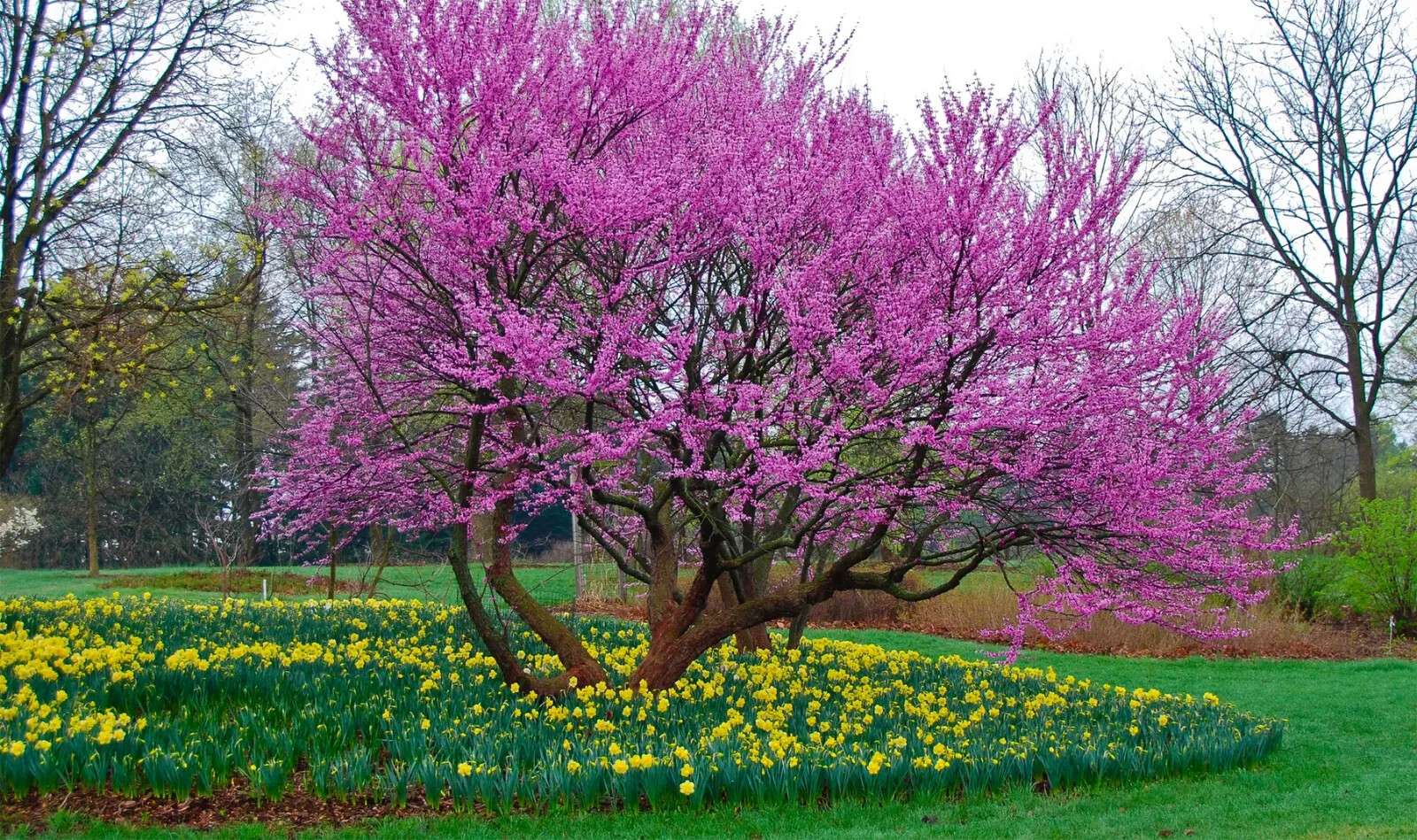 REDBUD TREE 3 YEAR OLDS 1 PLANT 28+ INCHES SET OF 2