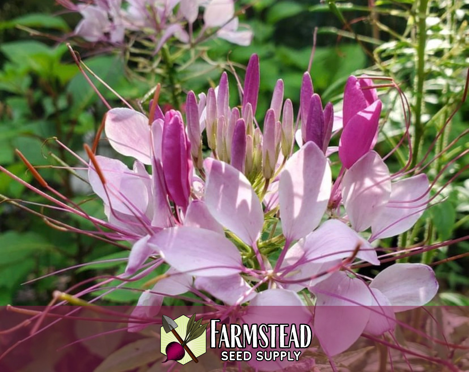 1100+ Spider Plant Seeds | Wildflower Gardening Seed Packet for Pollinators