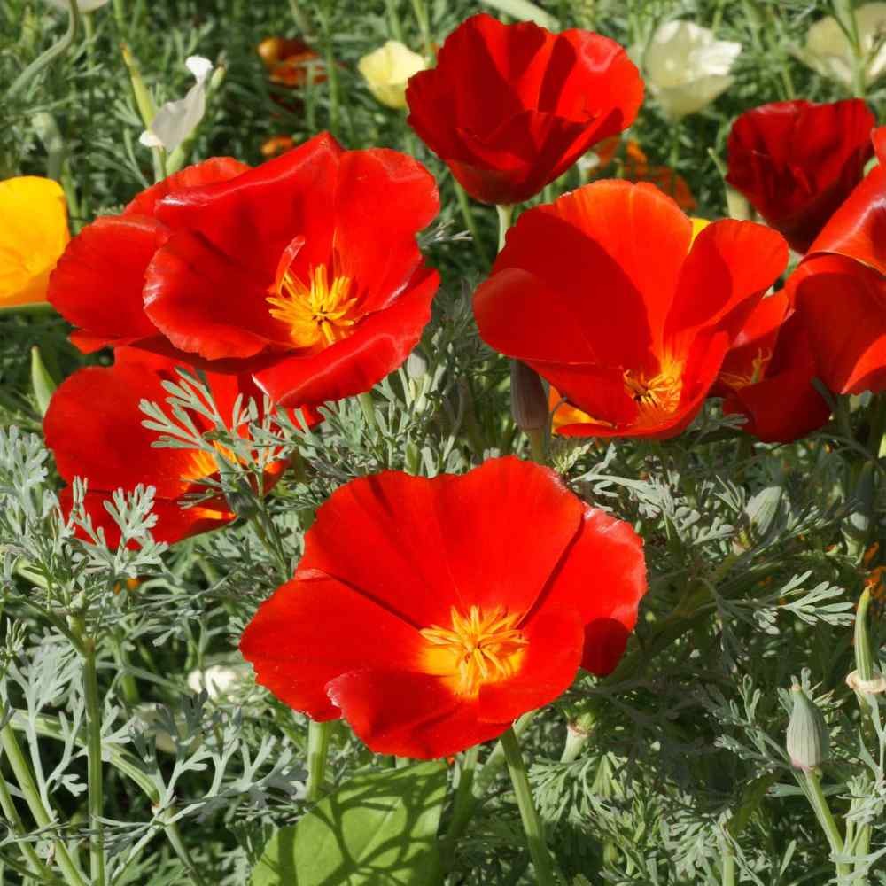 1 LB Red California Poppy Flower Seed For Planting | Seeds For Xeriscaping