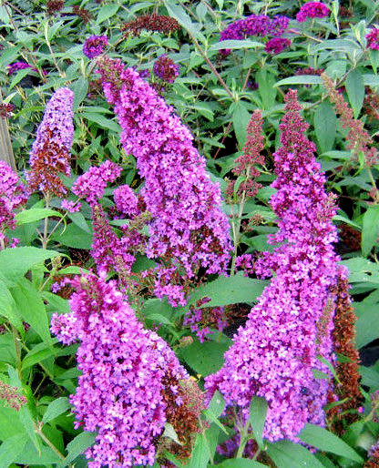 BUTTERFLY BUSH LAVENDER, 310 SEEDS, BUDDLEIA DAVIDII,*beautifully scented*HARDY
