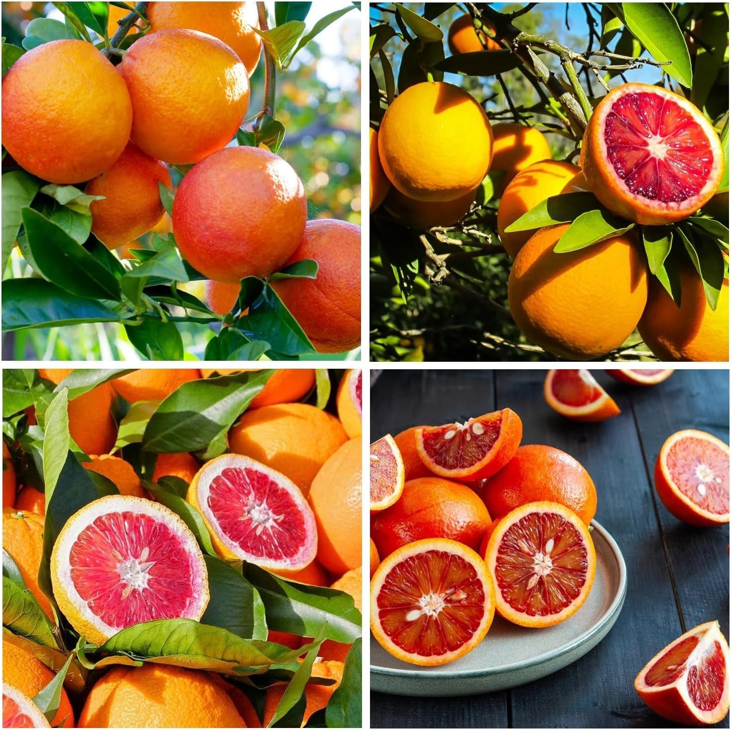 15+ Blood Orange Tree Seeds for Planting-Grow Citrus Fruit Indoors Outdoors N…