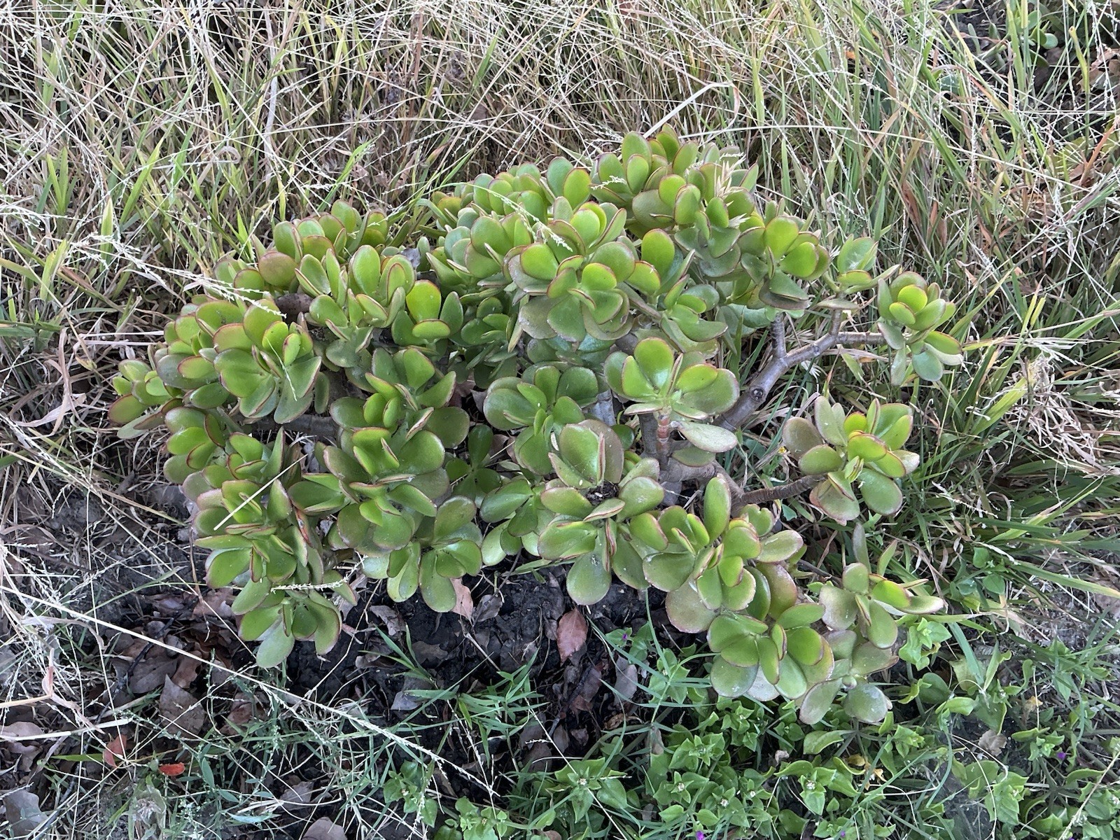 Lot Of 2 green Crassula Ovata Jade Plants , Rooted 15” To 17” tall with roots