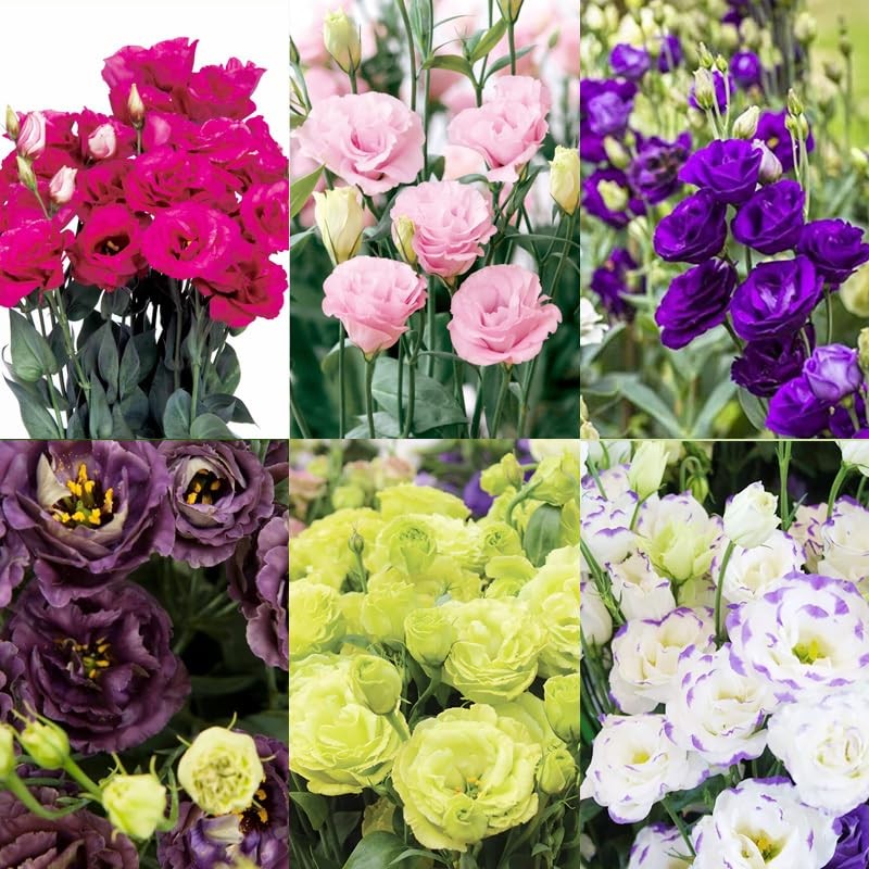 1000+Mixed Lisianthus Seeds for Planting-Lisianthus Thornless Roses Mixed