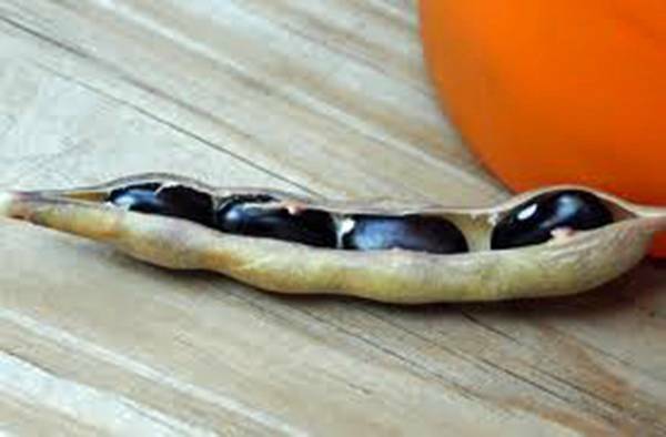 BEAN SEED, BLACK VALENTINE,HEIRLOOM, 20+ SEEDS, NON GMO, BEANS