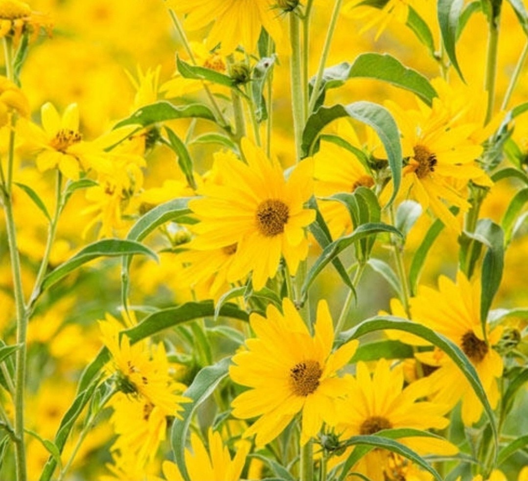 Maximillion Perennial Sunflower Seeds- Sun Choke- Jerusalem Artichoke- 100 Seeds