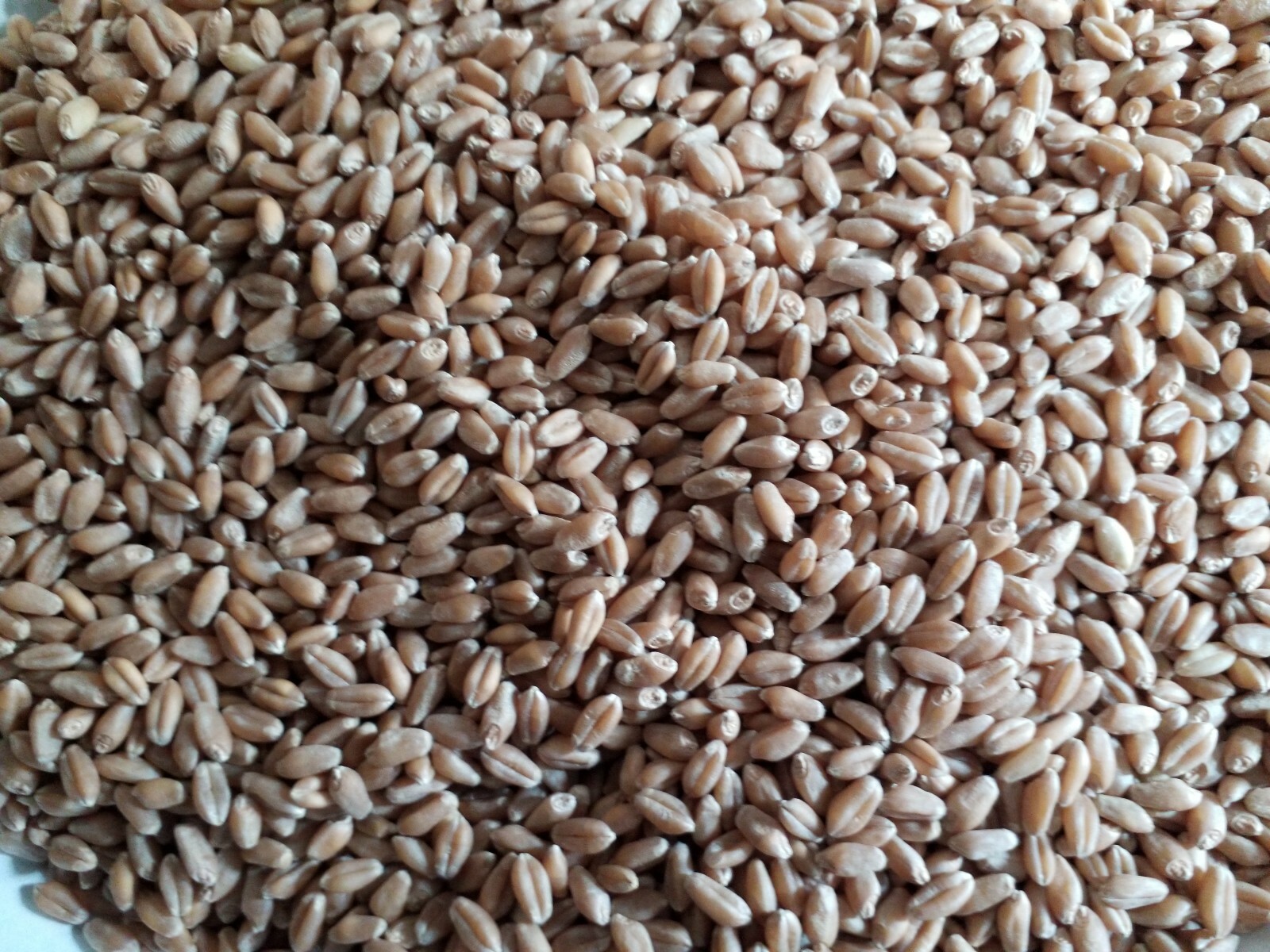 1 Lb (16 ounces) Semillas de Trigo Orgánicas/Organic Wheatgrass Seeds