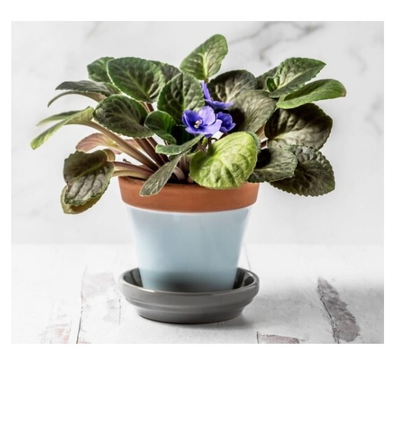 African Violet 3 Plants Assorted Colors Indoor Live Décor Easy Grow Great Gift