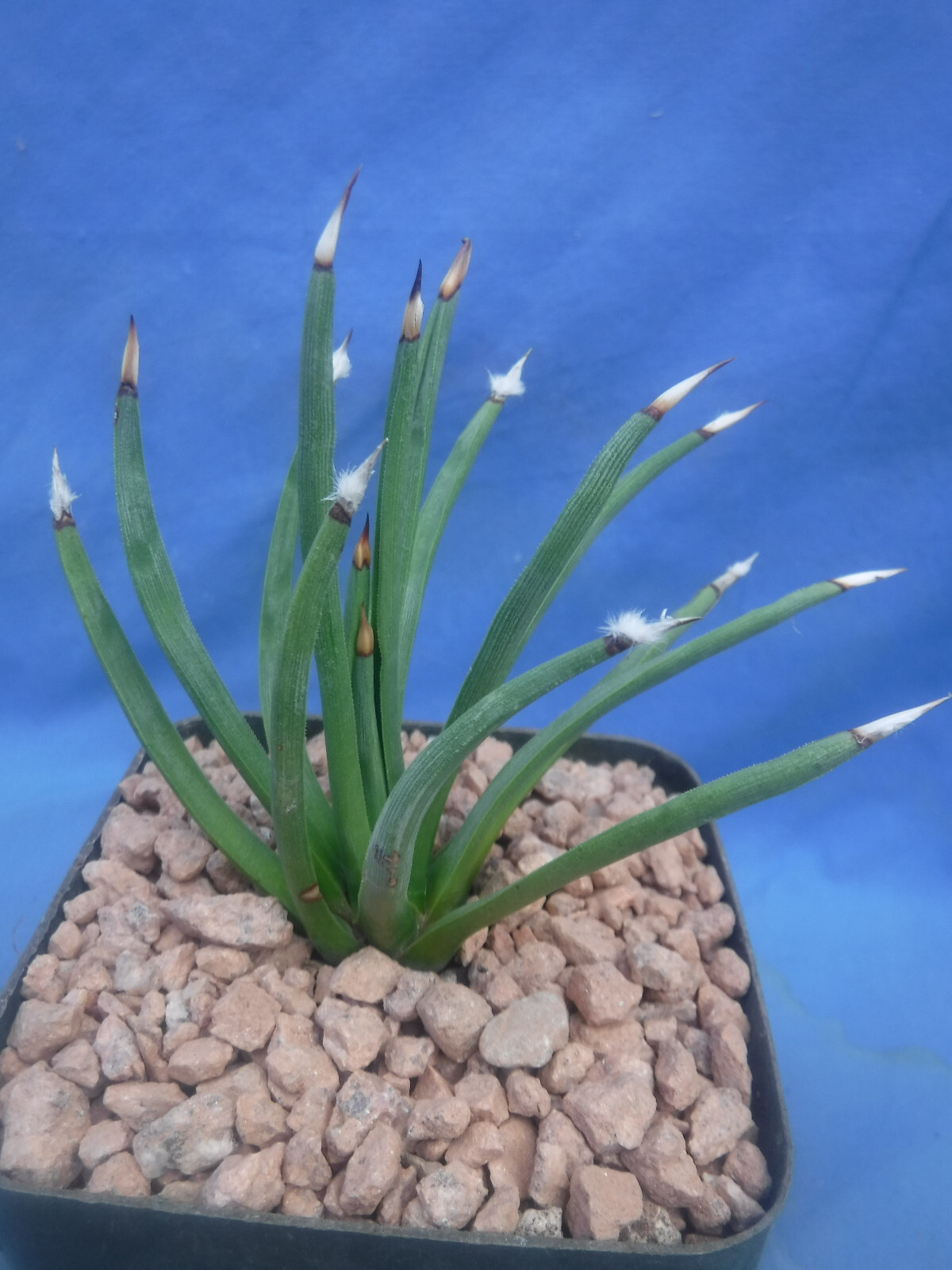 Agave albopilosa “Tufts” Plant VERY RARE Agave! 5+ Years Old! 4″ Wide NICE! B8