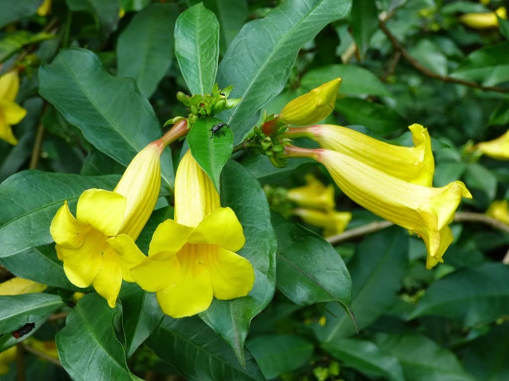 Allamanda Neriifolia rare golden trumpet shrub flowering bush vine seed 10 seeds