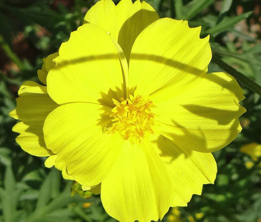 COSMOS SULPHUR LADYBIRD YELLOW DWARF Cosmos Sulphureus – 1,000 Bulk Seeds